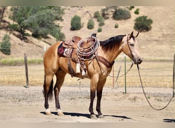 Quarter horse américain, Jument, 7 Ans, 152 cm, Buckskin