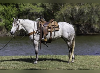 Quarter horse américain, Jument, 7 Ans, 152 cm, Gris