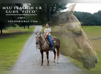 Quarter horse américain, Jument, 7 Ans, 152 cm, Palomino