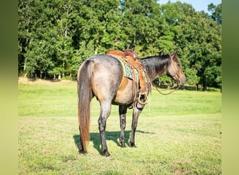 Quarter horse américain, Jument, 7 Ans, 152 cm, Roan-Bay