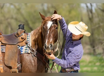 Quarter horse américain, Jument, 7 Ans, 152 cm, Rouan Rouge