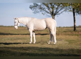 Quarter horse américain, Jument, 7 Ans, 155 cm, Cremello