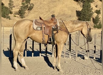 Quarter horse américain, Jument, 7 Ans, 155 cm, Palomino