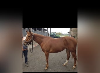 Quarter horse américain, Jument, 7 Ans, 156 cm, Alezan cuivré
