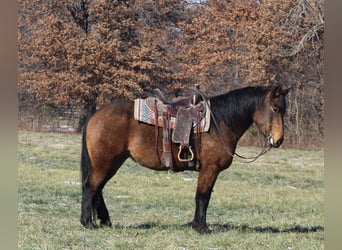 Quarter horse américain Croisé, Jument, 7 Ans, 157 cm, Buckskin