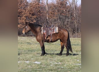 Quarter horse américain Croisé, Jument, 7 Ans, 157 cm, Buckskin