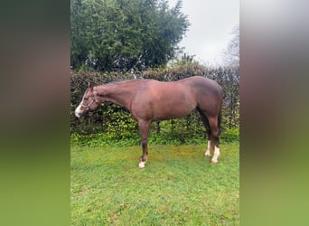 Quarter horse américain, Jument, 7 Ans, 160 cm, Alezan brûlé