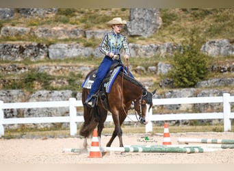 Quarter horse américain, Jument, 7 Ans, 160 cm, Alezan brûlé