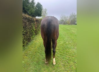 Quarter horse américain, Jument, 7 Ans, 160 cm, Alezan brûlé