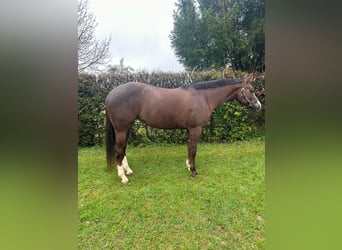 Quarter horse américain, Jument, 7 Ans, 160 cm, Alezan brûlé
