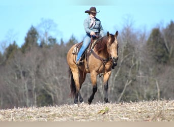 Quarter horse américain, Jument, 7 Ans, 160 cm, Buckskin