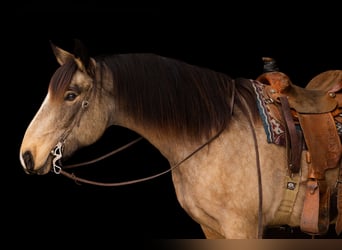 Quarter horse américain Croisé, Jument, 7 Ans, 160 cm, Buckskin