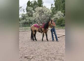Quarter horse américain, Jument, 7 Ans, 173 cm, Buckskin