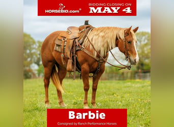 Quarter horse américain, Jument, 7 Ans, Alezan cuivré