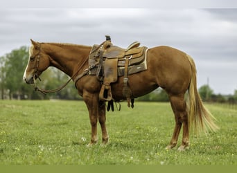 Quarter horse américain, Jument, 7 Ans, Alezan cuivré