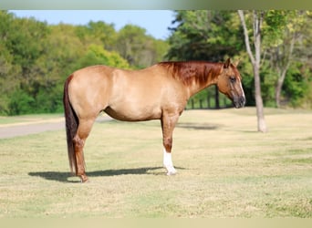 Quarter horse américain, Jument, 7 Ans, Alezan dun