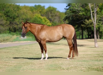 Quarter horse américain, Jument, 7 Ans, Alezan dun