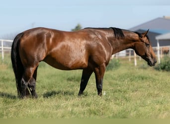 Quarter horse américain, Jument, 7 Ans, Bai cerise