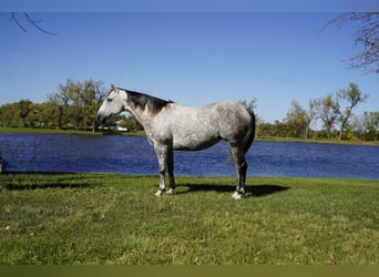 Quarter horse américain, Jument, 7 Ans, Gris