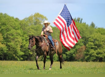 Quarter horse américain, Jument, 7 Ans, Grullo