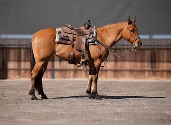 Quarter horse américain, Jument, 7 Ans, Isabelle