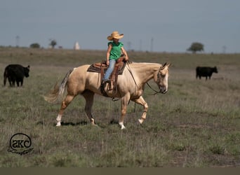 Quarter horse américain, Jument, 7 Ans, Palomino