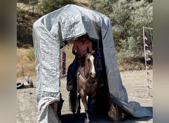 Quarter horse américain, Jument, 7 Ans, Rouan Rouge