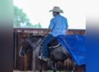Quarter horse américain, Jument, 8 Ans, 137 cm, Bai cerise