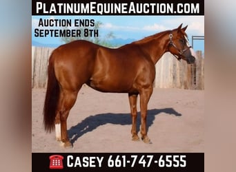 Quarter horse américain, Jument, 8 Ans, 142 cm, Alezan brûlé