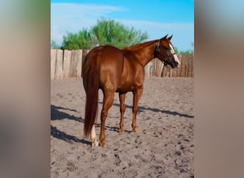 Quarter horse américain, Jument, 8 Ans, 142 cm, Alezan brûlé