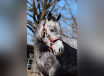 Quarter horse américain, Jument, 8 Ans, 144 cm, Gris pommelé