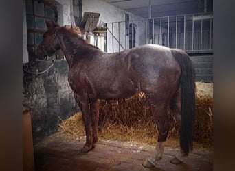 Quarter horse américain, Jument, 8 Ans, 144 cm, Rouan Rouge