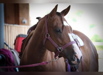 Quarter horse américain, Jument, 8 Ans, 147 cm, Alezan