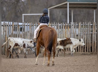 Quarter horse américain, Jument, 8 Ans, 147 cm, Alezan cuivré
