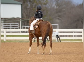 Quarter horse américain, Jument, 8 Ans, 147 cm, Alezan cuivré