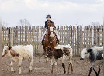 Quarter horse américain, Jument, 8 Ans, 147 cm, Alezan cuivré