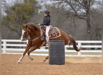 Quarter horse américain, Jument, 8 Ans, 147 cm, Alezan cuivré
