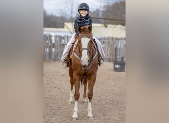 Quarter horse américain, Jument, 8 Ans, 147 cm, Alezan cuivré