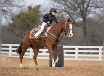 Quarter horse américain, Jument, 8 Ans, 147 cm, Alezan cuivré