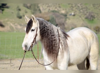 Quarter horse américain, Jument, 8 Ans, 147 cm, Gris