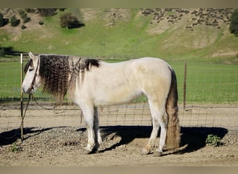 Quarter horse américain, Jument, 8 Ans, 147 cm, Gris