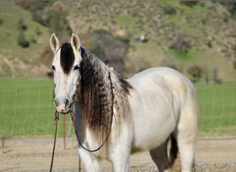 Quarter horse américain, Jument, 8 Ans, 147 cm, Gris
