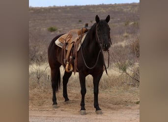 Quarter horse américain, Jument, 8 Ans, 147 cm, Noir
