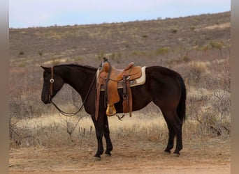 Quarter horse américain, Jument, 8 Ans, 147 cm, Noir
