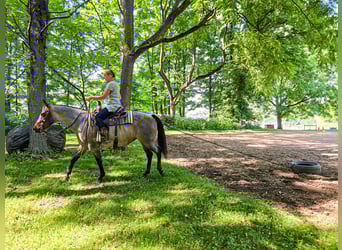 Quarter horse américain, Jument, 8 Ans, 147 cm, Rouan Bleu