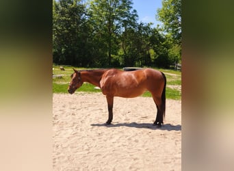 Quarter horse américain, Jument, 8 Ans, 148 cm, Bai