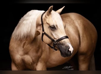 Quarter horse américain, Jument, 8 Ans, 148 cm, Palomino