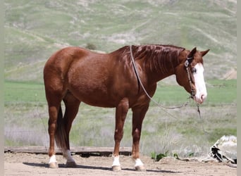 Quarter horse américain, Jument, 8 Ans, 150 cm, Alezan brûlé