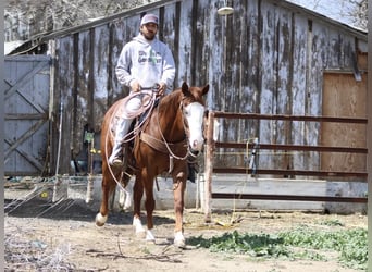 Quarter horse américain, Jument, 8 Ans, 150 cm, Alezan brûlé