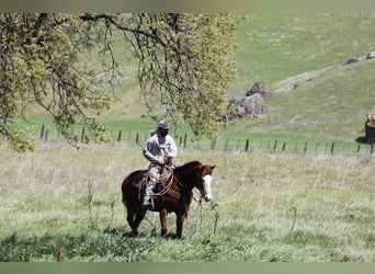 Quarter horse américain, Jument, 8 Ans, 150 cm, Alezan brûlé